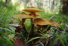 Australian Honey Fungus - Photo (c) anonymous, some rights reserved (CC BY-SA)