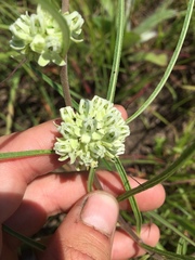 Asclepias stenophylla