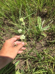 Asclepias stenophylla