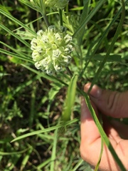 Asclepias stenophylla