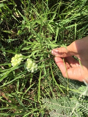 Asclepias stenophylla