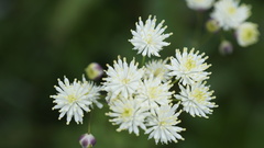 Thalictrum aquilegiifolium