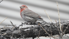 Haemorhous mexicanus