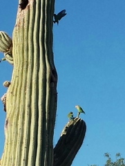 Agapornis roseicollis