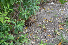 Nasua narica nelsoni