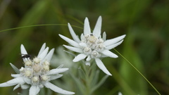 Leontopodium leontopodioides