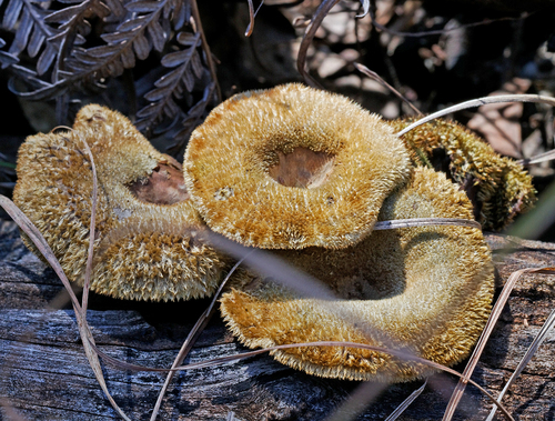 Lentinus fasciatus Berk.