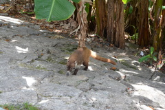 Nasua narica nelsoni