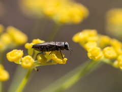 Anthaxia umbellatarum