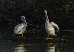 Pelecanus erythrorhynchos