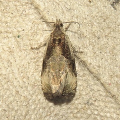 Olethreutes connectum