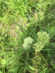 Asclepias stenophylla