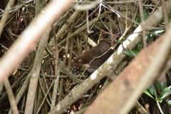 Nasua narica nelsoni