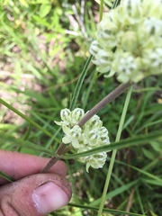 Asclepias stenophylla