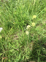 Asclepias stenophylla