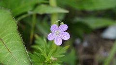 Geranium dahuricum