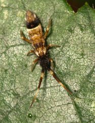 Orchesella flavescens