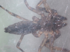 Spartaeus spinimanus