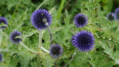 Echinops davuricus