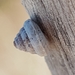 Trochoidea trochoides - Photo (c) anasacuta,  זכויות יוצרים חלקיות (CC BY), הועלה על ידי anasacuta