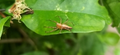 Oxyopes