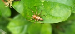 Oxyopes