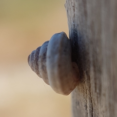 Trochoidea trochoides