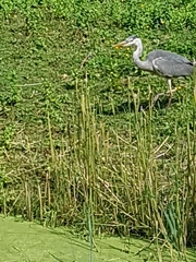 Ardea cinerea