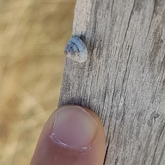 Trochoidea trochoides