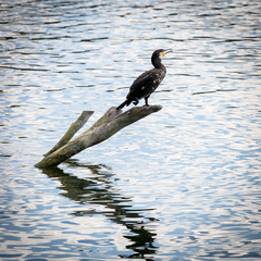 Phalacrocorax carbo