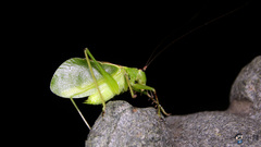 Hexacentrus unicolor