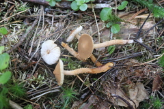 Cystoderma jasonis