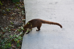 Nasua narica nelsoni