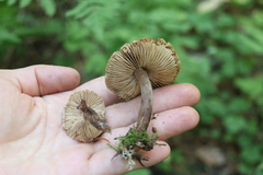 Inocybe soluta