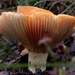 Lactarius clarkeae - Photo (c) Boobook48, some rights reserved (CC BY-NC-SA)