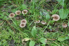 Inocybe lacera