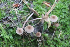 Inocybe lacera