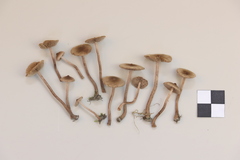 Inocybe lacera