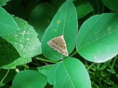 Phalaenostola metonalis