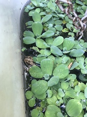 Pistia