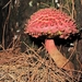 Shaggy Cap - Photo (c) eyeweed, some rights reserved (CC BY-NC-ND)