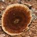 Red-staining Stalked Polypore - Photo (c) Ian Dodd, some rights reserved (CC BY-SA)