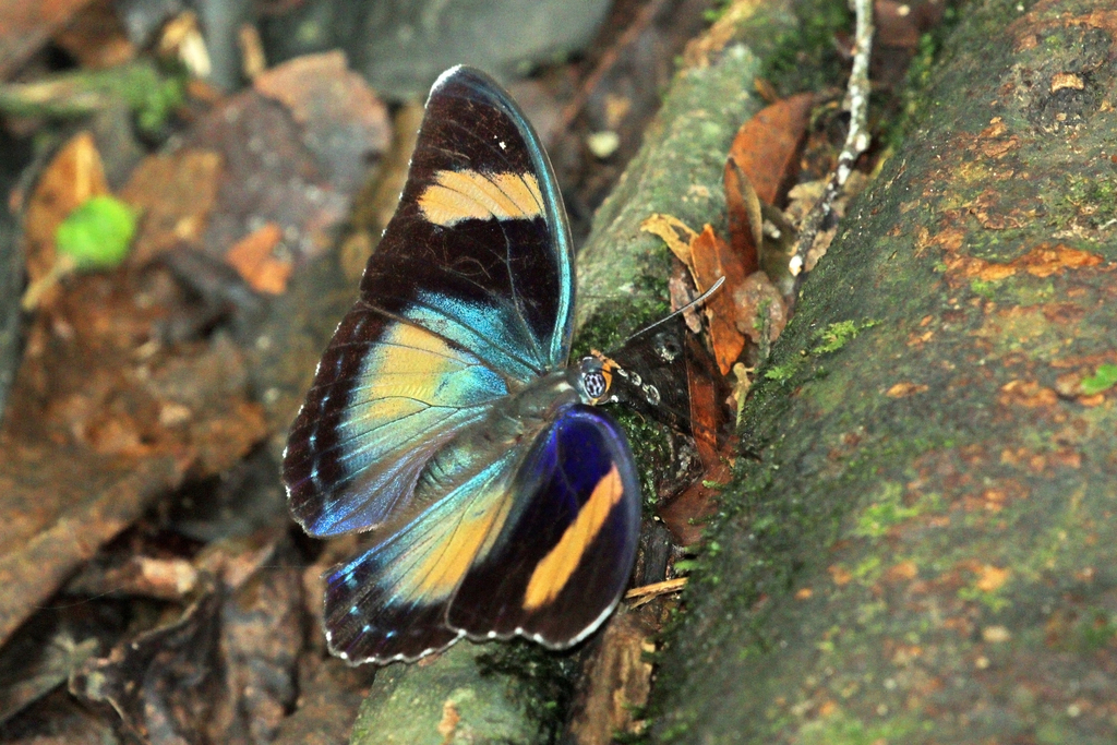 Euphaedra ceres