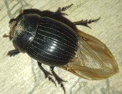 Copris lunaris