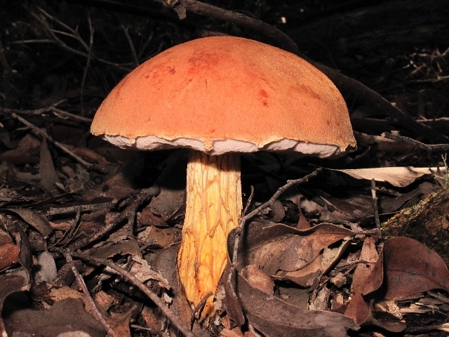 Austroboletus