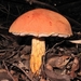 Austroboletus - Photo (c) eyeweed, some rights reserved (CC BY-NC-ND)