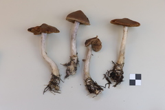 Cortinarius saturninus