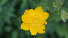Trollius chinensis