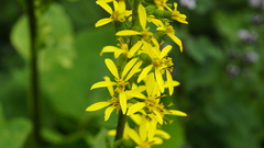 Ligularia