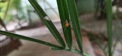 Oxyopes